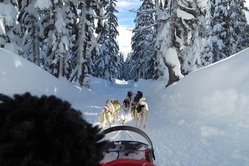 Just another Christmas Eve dogsled ride with Kimmie