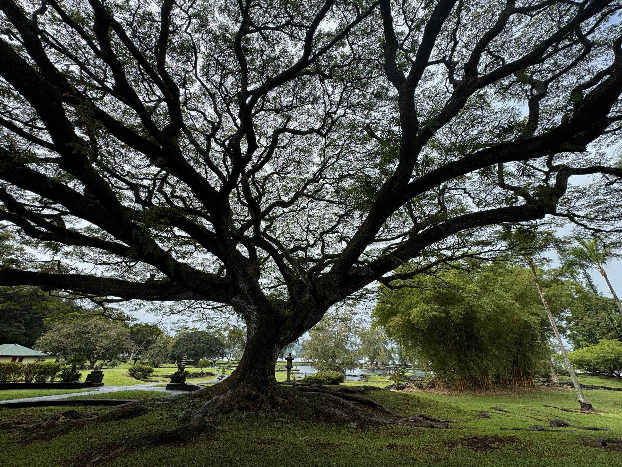 Photo of a cool tree in Hilo, Hawaii
