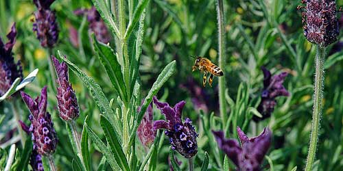 [photo of a honeybee flying among the lavendar]