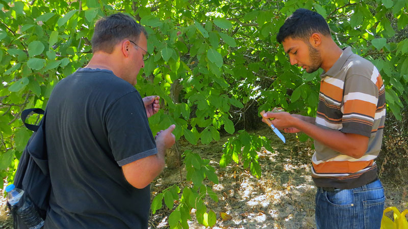 Sharing walnuts with Hussein