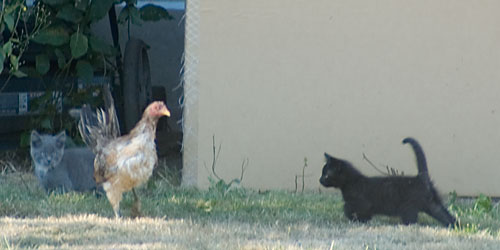 [photo of chicken walking among kittens]