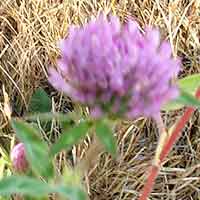 [photo of Red Clover]