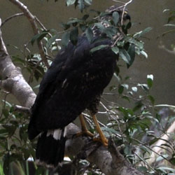 juvenile black hawk
