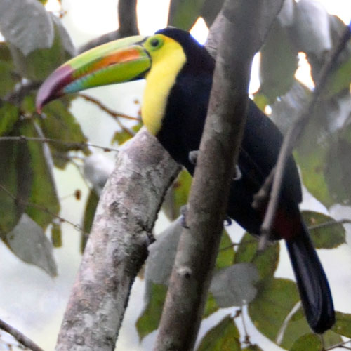 Keel-billed toucan