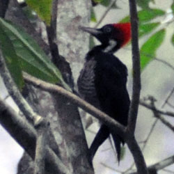 pale-billed woodpecker