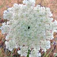 [photo of Queen Anne's Lace]