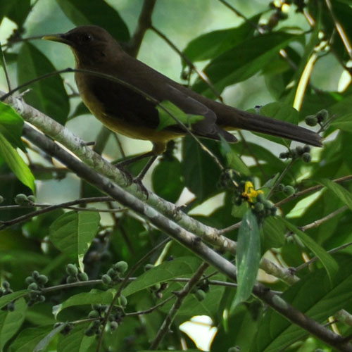 Unidentified bird of Belize