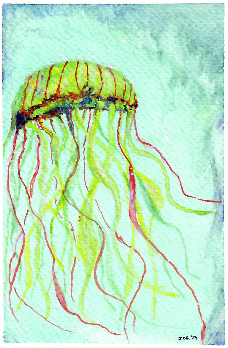 [my small jellyfish study]