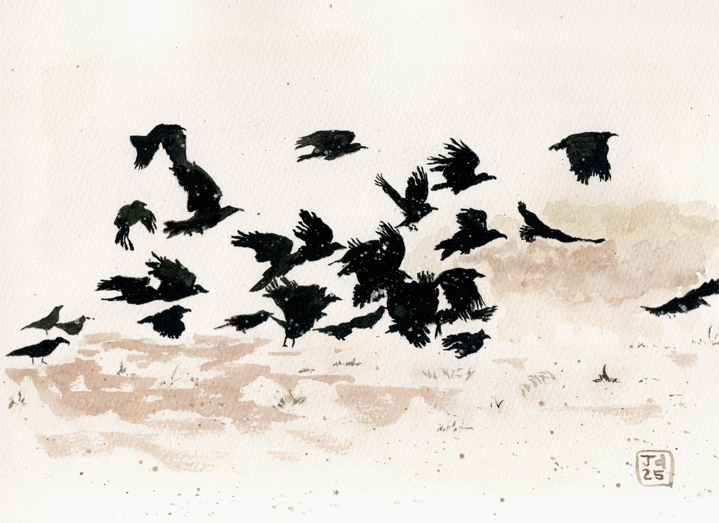 Wonder of Birds